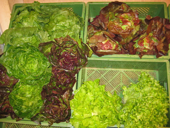 IMG_7285-Salatköpfe-Grüner Salat-560
